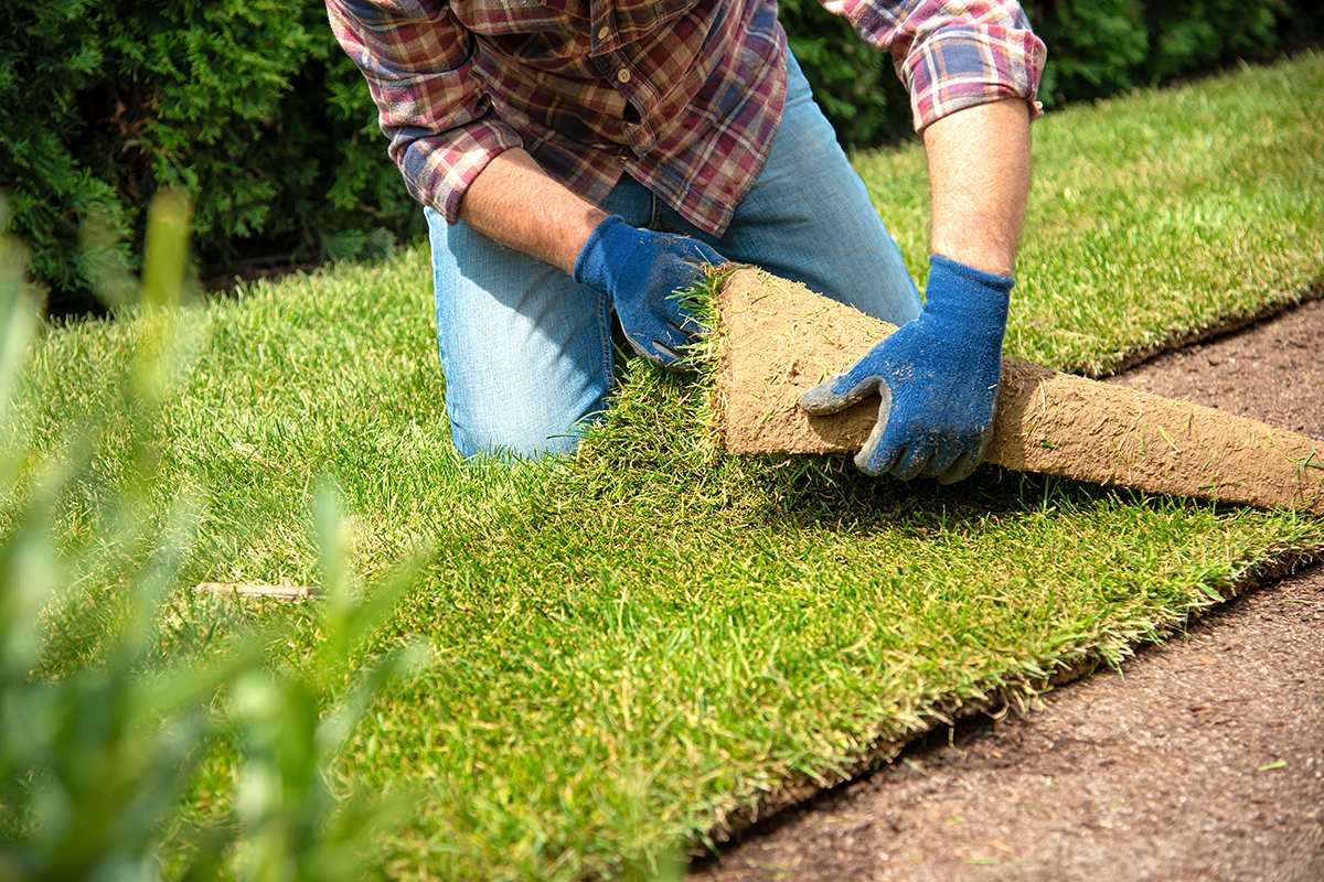 garten rollrasen