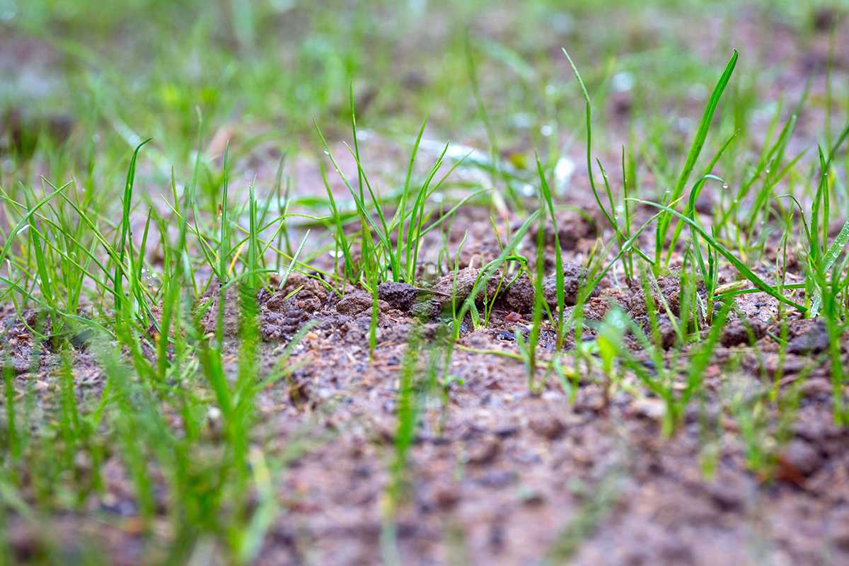 gras waechst